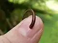 Une puissance morsure capable de transpercer un ongle. Parc national de Khao Yai, Thaïlande