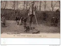 Bergers landais et vaches de type breton pie noir