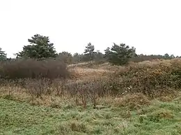vue de bosquets d'arbrisseaux et de pelouses sèches sur un terrain accidenté