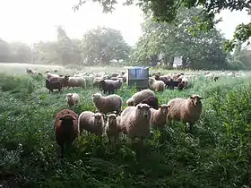 Troupeau de moutons Landes de Bretagne