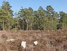 Landes et pins sylvestres en forêt domaniale, au nord du Poteau Ste-Marguerite, parcelle 162