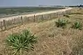 Rivedoux-Plage. La plage nord à marée basse, au fond de la baie, le pont de l'île de Ré.