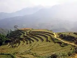 Terrasses à Sa Pa au Vietnam