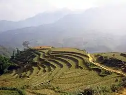 Rizière en forme d'escalier, typique de la culture en terrasse, au Viêt Nam.