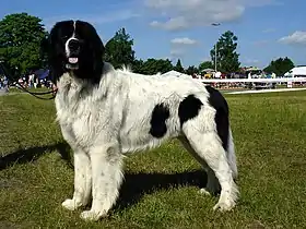 Landseer mâle âgé de 2 ans