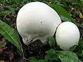 Calvatia gigantea