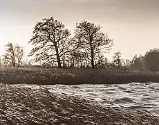 Ambiance tempétueuse dans le Langweerderwielen sur la commune de De Fryske Marren près du lac de Sneek. Janvier 2019.