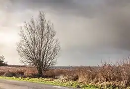 Temps agité sur la campagne du Langwarder Wielen. Janvier 2019.