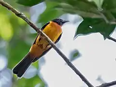 Description de l'image Lanio fulvus - Fulvous Shrike-Tanager (male); Botanic Garden, Manaus, Amazonas, Brazil.jpg.