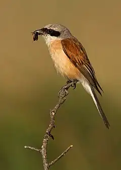 pie-grièche écorcheur