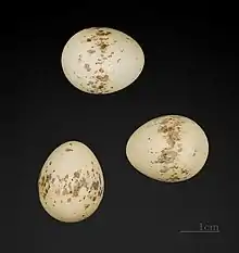 Photographie de trois œufs d’oiseau sur fond noir.