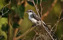 Vue de côté d’un oiseau posé sur une branche. La tête et les ailes sont mouchetées de noir, le ventre est blanc.