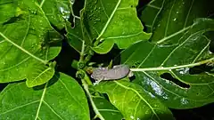 Description de l'image Lanyu Scaly-toed Gecko imported from iNaturalist photo 92203255 on 21 April 2022.jpg.