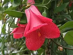 Copihue (Lapageria rosea)