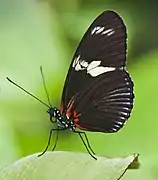 Heliconius doris viridis