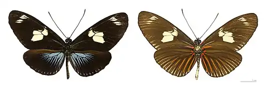 Heliconius doris doris