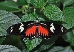 Heliconius doris viridis