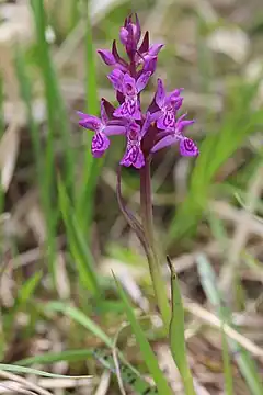 Description de l'image Lapland Marsh-Orchid - Dactylorhiza lapponica - panoramio.jpg.