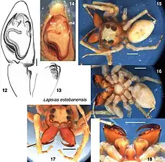 Description de l'image Lapsias estebanensis (10.3897-zookeys.891.38563) Figure 2.jpg.