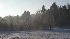 Forêt hivernale.