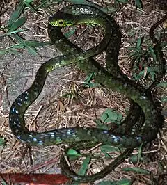 Description de l'image Large-eyed Green Tree Snake (Rhamnophis aethiopissa) (7657058642).jpg.