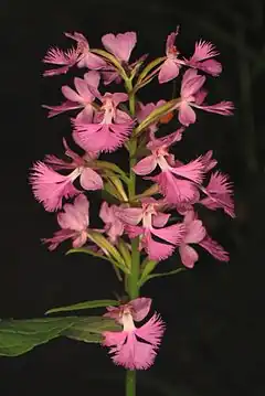 Description de l'image Large Purple Fringed Orchid - Plantathera grandiflora, Friendsville, Maryland.jpg.