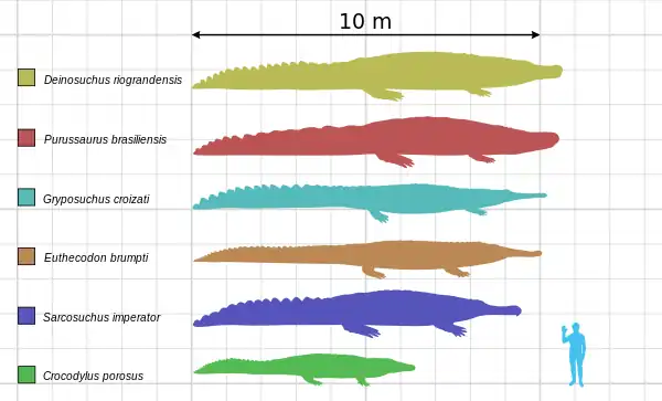 Comparaison de plusieurs crocodyliformes (Gryposuchus croizati est en bleu clair).