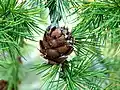 Mélèze d’Europe, Larix decidua.