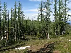 Forêt de Mélèzes subalpins en Colombie-Britannique.