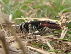 Description de cette image, également commentée ci-après