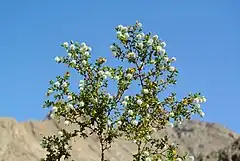 Description de l'image Larrea tridentata Anza-Borrego.jpg.