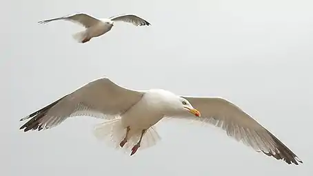 Goéland argenté en vol quasi stationnaire.