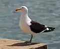 Goéland dominicain (Larus dominicanus)