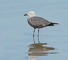 Goéland gris ou austral (Leucophaeus modestus)