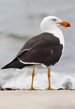 Goéland austral, (Larus pacificus) (Laridae)