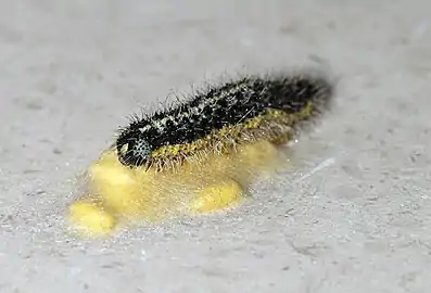 Chenille de Piéride du chou sur un amas de cocons de parasitoïdes. Cette chenille a été dévorée de l'intérieur par les larves qui sont ensuite sorties pour se métamorphoser.