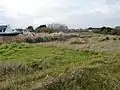 Herbes de la pampa, espèce invasive, se développant dans une zone naturelle près de Tréguido.