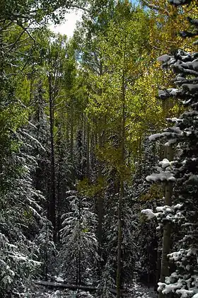 Image illustrative de l’article Forêt nationale de Manti-La Sal