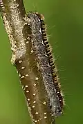 Chenille du bombyx de profil.