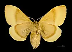 Revers de la femelle MHNT