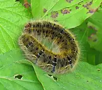 Chenille de bombyx du trèfle.