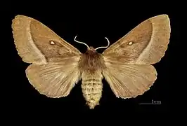 Bombyx du trèfle ♀ face dorsale Muséum de Toulouse.