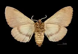 Bombyx du trèfle ♀ revers Muséum de Toulouse.