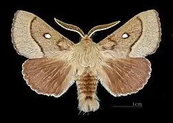 Bombyx du trèfle ♂  face dorsale Muséum de Toulouse.