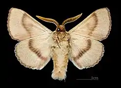 Bombyx du trèfle ♂ revers Muséum de Toulouse.