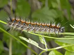 Chenille de la laineuse du chêne