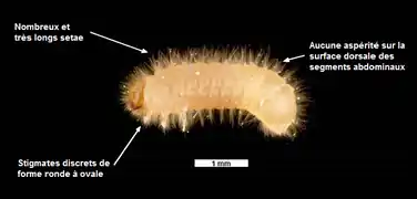 La larve de Lasioderma est couverte de longs setæ
