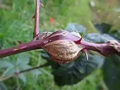 Galle de Lasioptera rubi, plus courte et ronde