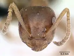 Description de l'image Lasius brunneus casent0172717 head 1.jpg.