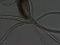 Halammohydrida octopodides (Actinulida)